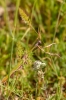 Empusa fasciata - Kudlanka jižní