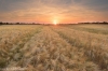 Golden cereal field